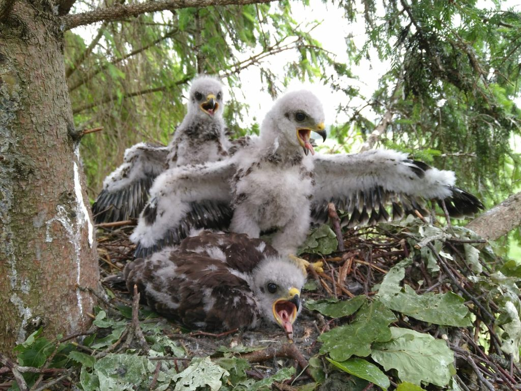 Buizerds op zonnepark Roodehaan